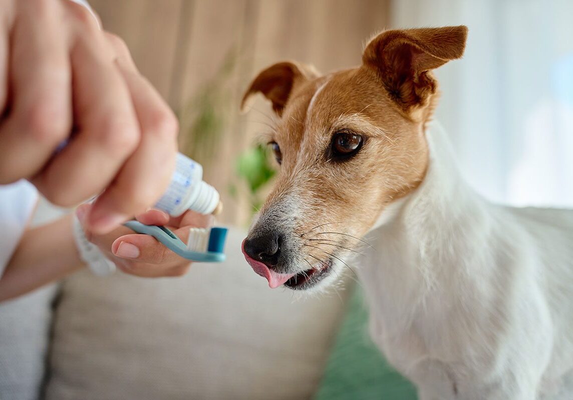 pet owner preparing a toothbrush to brush their dog's teeth