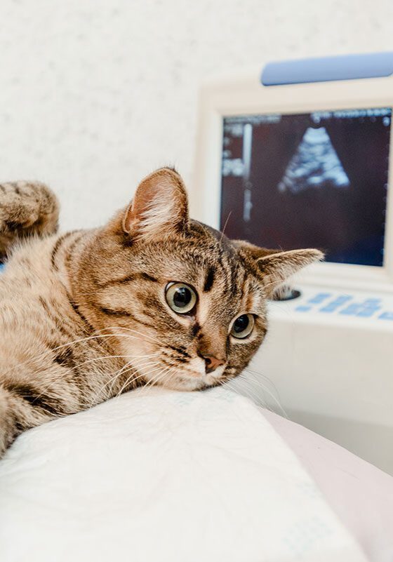 Cat Ultrasound