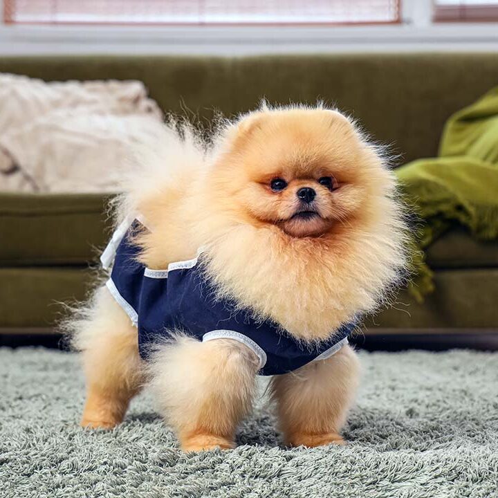 pomeranian at home wearing a vest after sterilization surgery