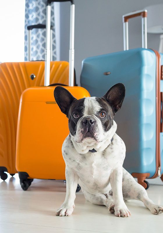 Dog With Luggage