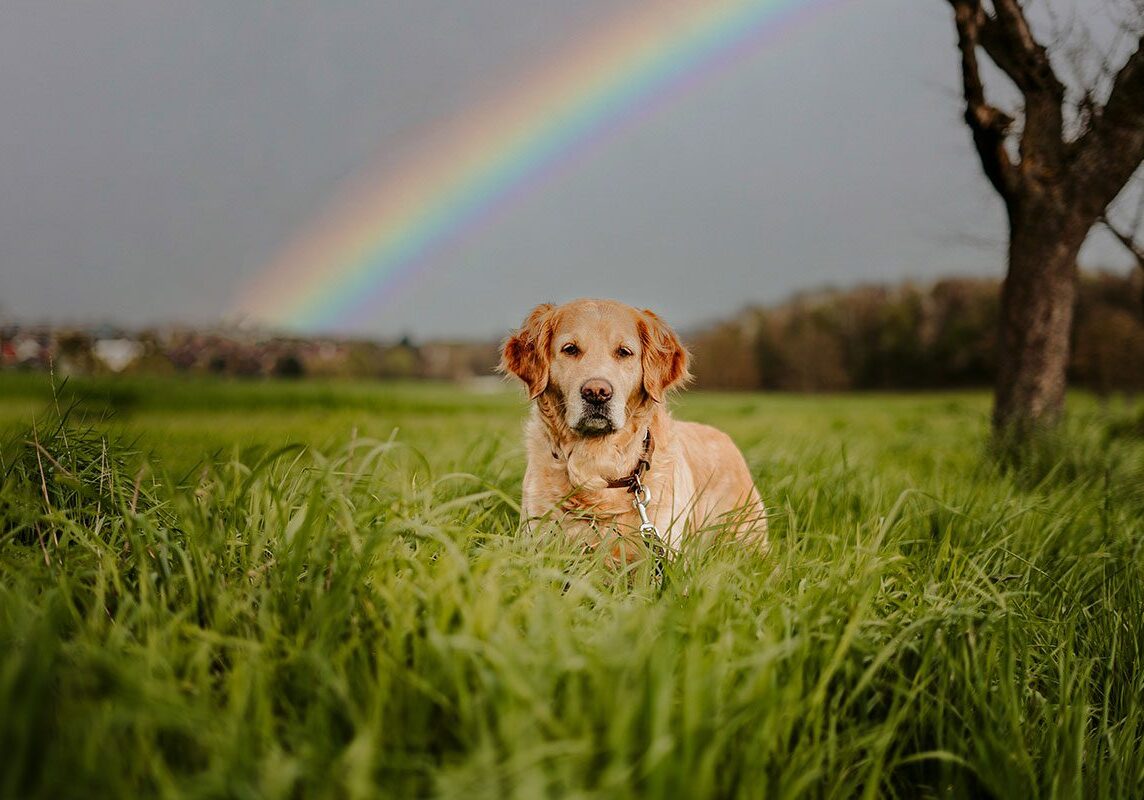 Dog With Rainbow
