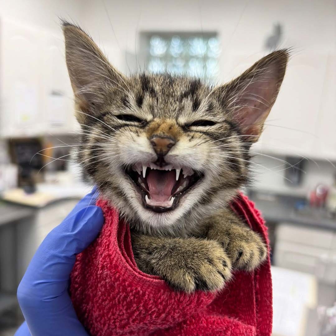 tech holding a small tabby kitten who's meowing