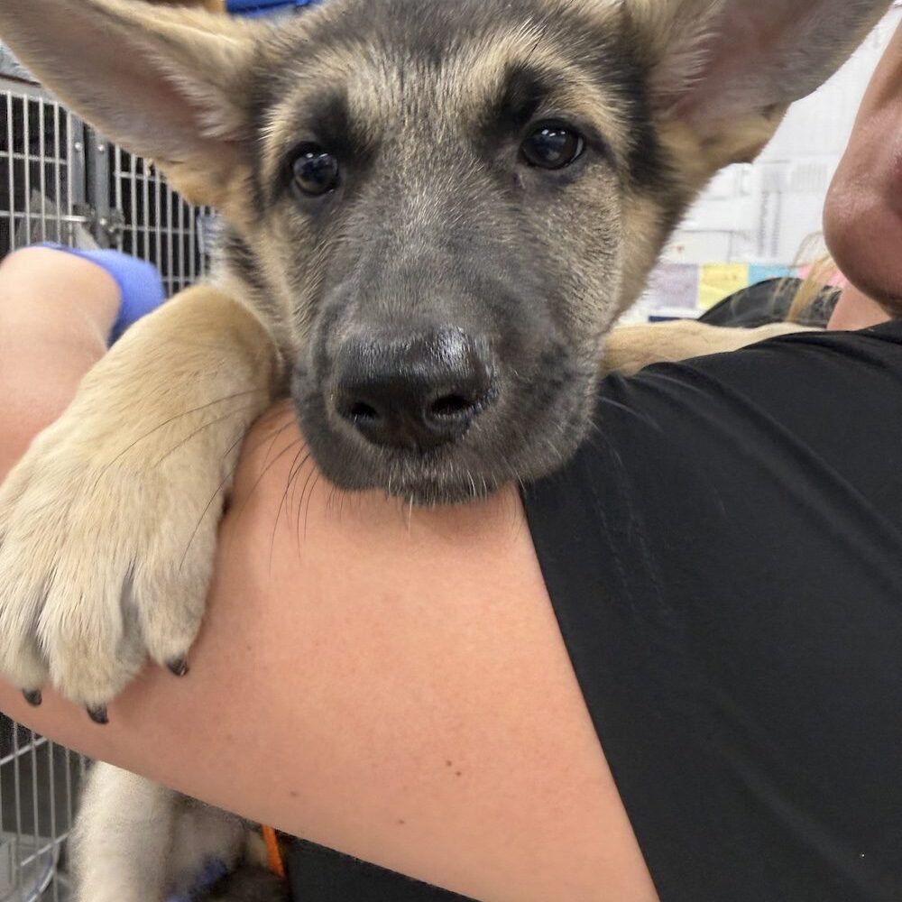 Puppy Being Held