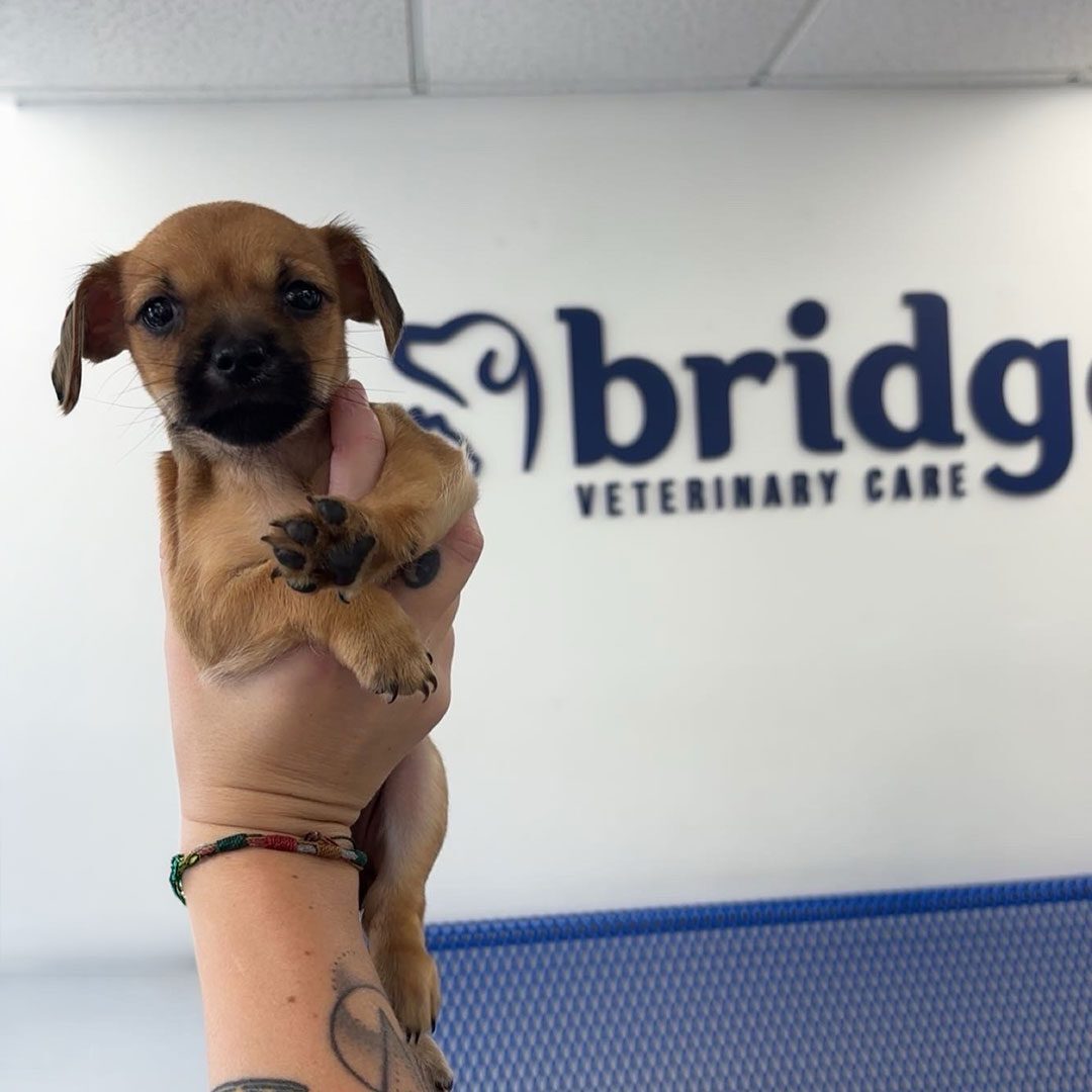 puppy held up in front of the Bridge Veterinary Care logo